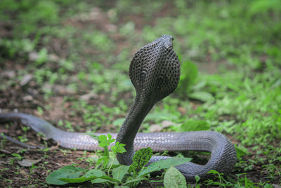 Close-up of snake on field