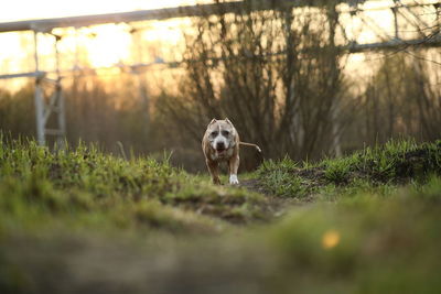 Portrait of dog on field