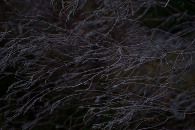 Close-up of bare tree at night