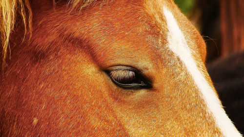 Close-up of dog looking away