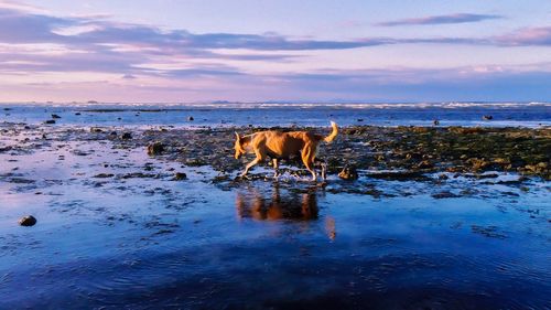 Dog walking at beach against cloudy sky at dusk