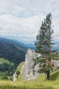 Pine trees on landscape against sky