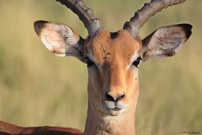 Close-up portrait of impala on sunny day