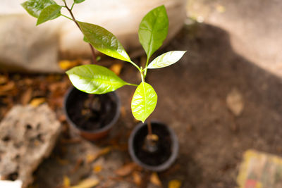 Close-up of potted plant leaves