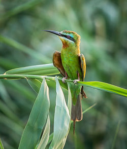 Close-up of bird perching on plant