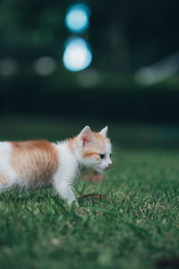 Close-up of a cat on field