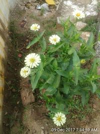 Close-up of yellow flowers blooming outdoors