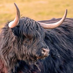 Close-up of a lizard