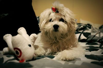 Dog resting on bed