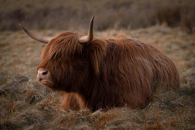 Highland cow laying in grass