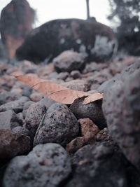 Close-up of rocks on field