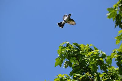 Low angle view of bird flying against clear blue sky