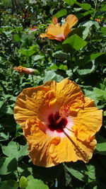 Close-up of yellow hibiscus flower