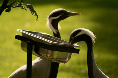 Demoiselle cranes by container on field