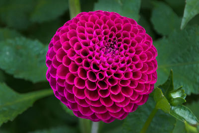 Close-up of pink rose flower