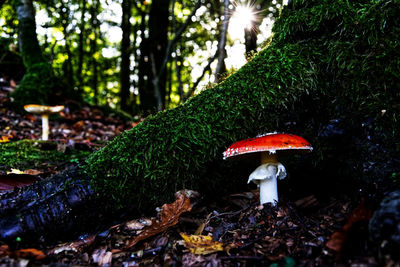 Close-up of mushroom growing on field