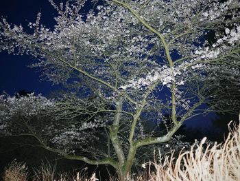 Low angle view of tree against sky