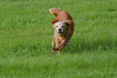 Dog running on field