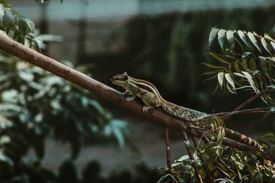 Close-up of lizard on branch