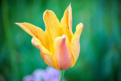 Close-up of a tulip