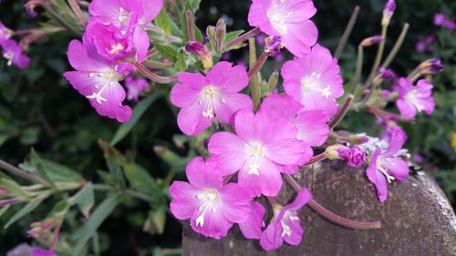 Close-up of pink flowers