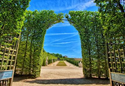 Trees against sky seen through plants
