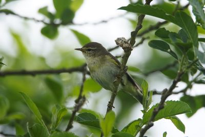 Low angle view of bird perching on branch