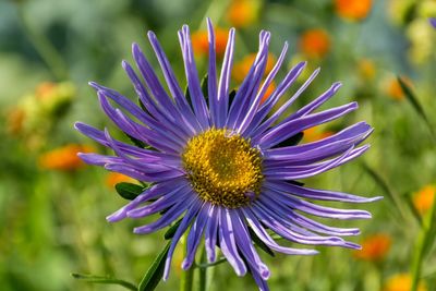 Close-up of flower blooming outdoors