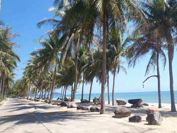 Palm trees on beach against sky