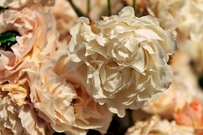 Close-up of wilted flowers