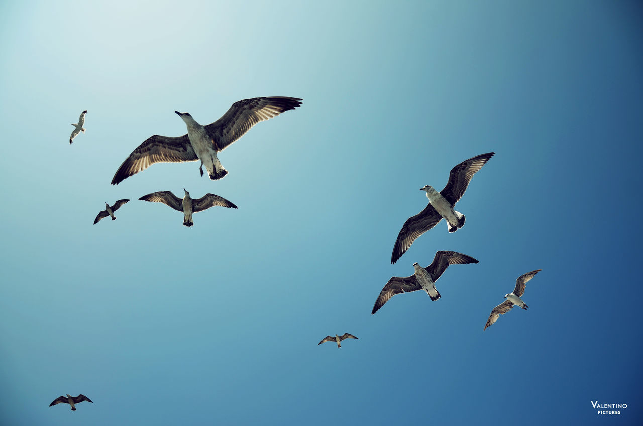 LOW ANGLE VIEW OF BIRDS IN SKY