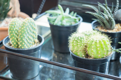 Close-up of cactus pots