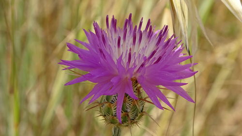 Purple flower in nature