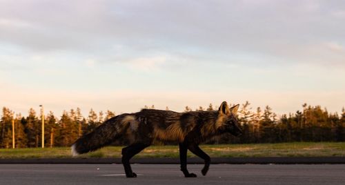 Fox walking on road against sky
