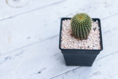High angle view of succulent plant on table