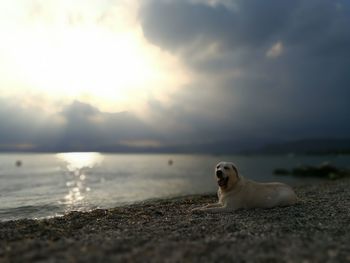 Dog sitting at beach against sky