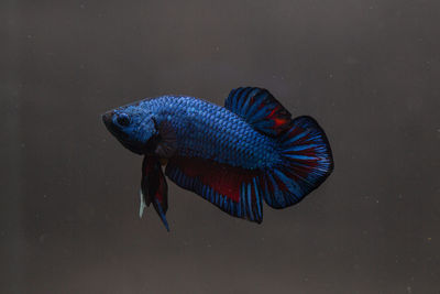 Close-up of fish swimming in sea