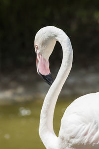 Pink flamingo in the farm