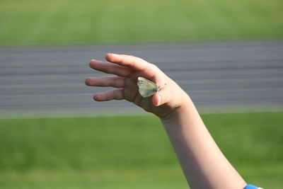 Close-up of butterfly on hand