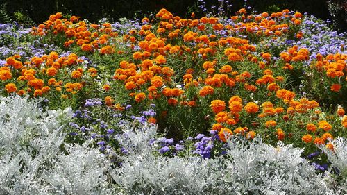 Orange flowers on tree