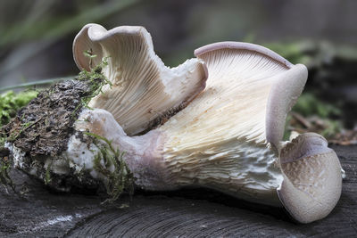 Close-up of mushrooms growing on wood