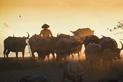 Man with buffaloes on field against sky during sunset