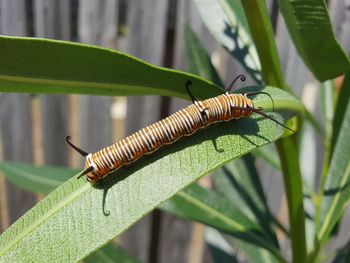 Close-up of insect on leaf