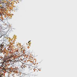 Low angle view of trees against clear sky