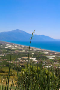 Plants growing on land against sky