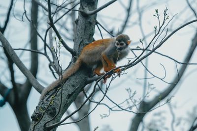 Low angle view of monkey on tree