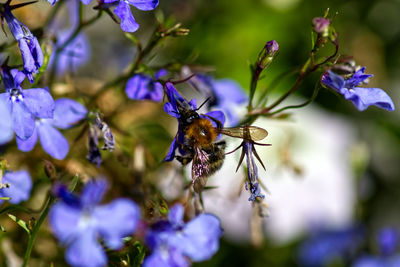 Close-up of bee pollinating on purple flower