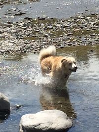 Dog on sea shore