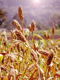 Close-up of plants against sky