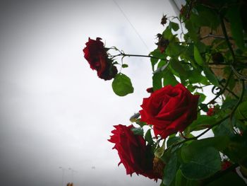 Close-up of red rose